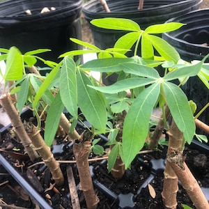 May include: A close-up shot of young cassava plants with bright green, multi-lobed leaves. The plants are in a black plastic tray with dark soil. Brown stems are visible, and the background includes black pots and a greenhouse structure.
