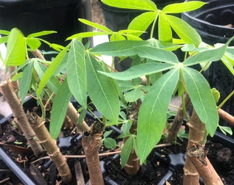 Organic Cassava Plants! - Easy to Grow!