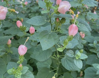 PINK Turks Cap Hibiscus (rare variety)