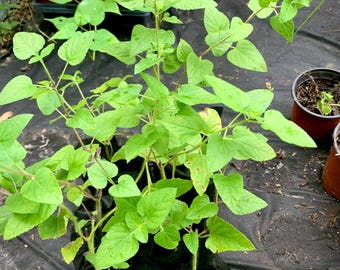Native Scarlet Sage Plant – Red Salvia – Florida Native – Hummingbird & Butterfly Plant