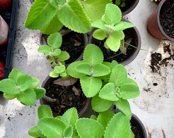 ORGANIC! Cuban Oregano Plants or Cuttings