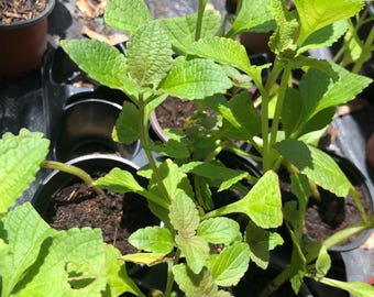African Potato Mint Plant – Plectranthus esculentus – Edible Root Herb – Perennial Food Plant