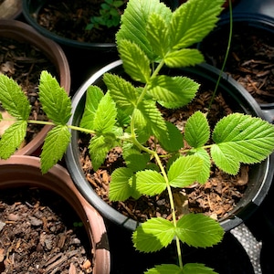 May include: A close-up shot of a young plant with bright green leaves in a black pot. The leaves have a serrated edge and are arranged in a compound pattern. Other pots with soil are visible in the background.
