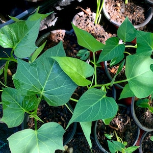 May include: Overhead shot of several small potted plants with large, heart-shaped green leaves. The leaves have prominent veins and are a vibrant green color. The pots are filled with dark soil, and the plants appear to be in a well-lit environment.