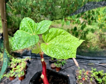 South Sea Salad Tree - Chef Lilli’s Variety