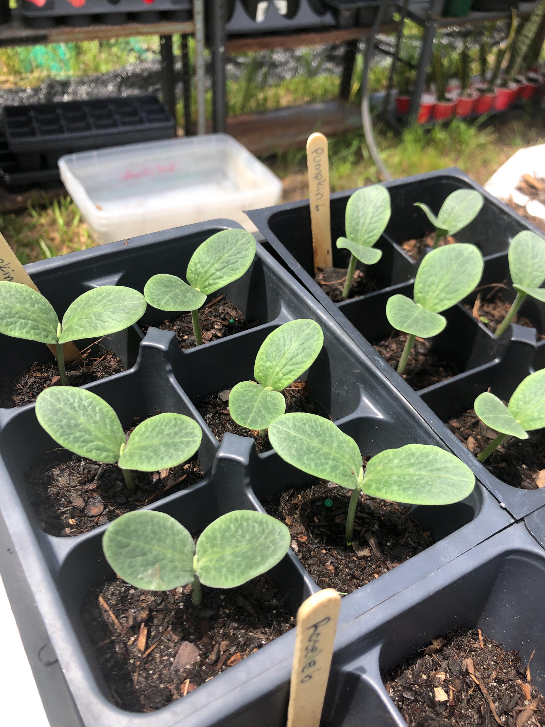 Seedlings! - Heirloom Seminole Pumpkin