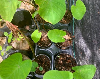 Live Taro Plant – Edible Tropical Root Crop, Large Foliage (Zones 8–11)