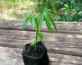 Cranberry Hibiscus (Green)– Live Edible Hibiscus Plant – Tropical Roselle Relative – Unique Green Leaf Variety