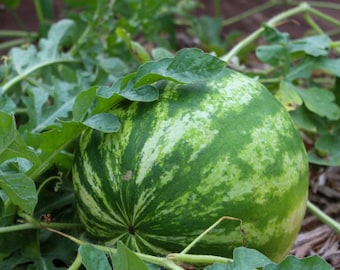 Crimson Sweet Seeds! - Watermelon