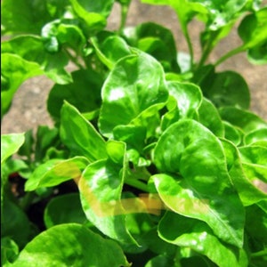ORGANIC Sisso Spinach Plants or Cuttings (Brazilian Spinach)