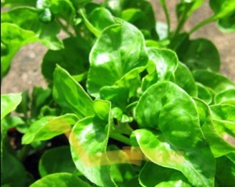 ORGANIC Sisso Spinach Plants or Cuttings (Brazilian Spinach)
