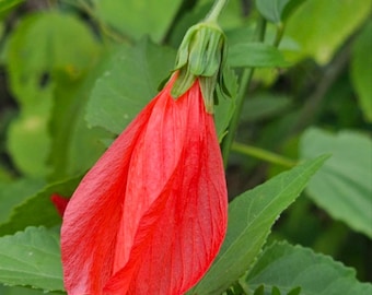 ORGANIC! Turks Cap Hibiscus
