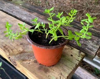 Herb of Grace Plant (Brahmi)  Bacopa monnieri – Creeping Groundcover – Wet Garden Plant