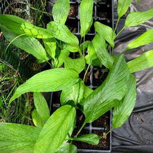 Turmeric Plant – Live Rooted Plant – Tropical Medicinal Herb – Easy to Grow