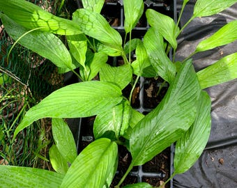 Turmeric Plant – Live Rooted Plant – Tropical Medicinal Herb – Easy to Grow