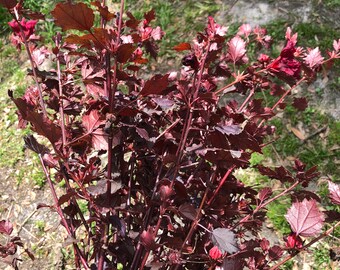 RARE Cranberry Hibiscus (fresh cuttings)