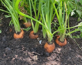 Heirloom Danvers Carrot Seeds!! - Fast Growing Variety!