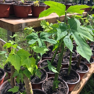 ORGANIC! Chaya Trees (Estrella Variety)