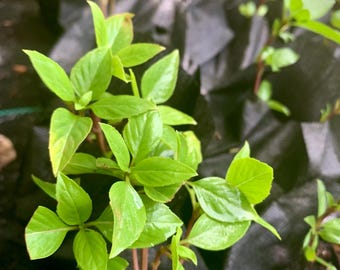 Live Thai Basil Plant – Culinary Herb for Cooking, Containers – Sweet Spicy Flavor