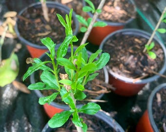 Live Pomegranate Plant – Sweet Red Fruit Shrub/Tree, Easy Grow, Heat Tolerant