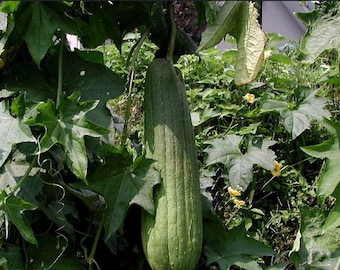 Luffa Seeds: Organically Grown Sponge Gourd