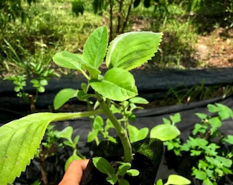ORGANIC Toilet Paper Plant! / Brazilian Boldo / Blue Spur Flower