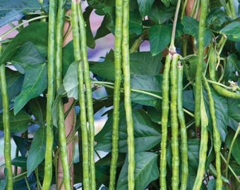Yard Long Bean Seeds!