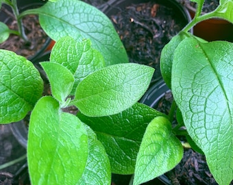Comfrey Plant - Medicinal Herb – Dynamic Accumulator – Pollinator Friendly Perennial