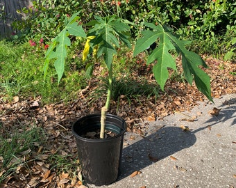 Organic Red Lady Papaya Tree- 24-42 inches in height- potless