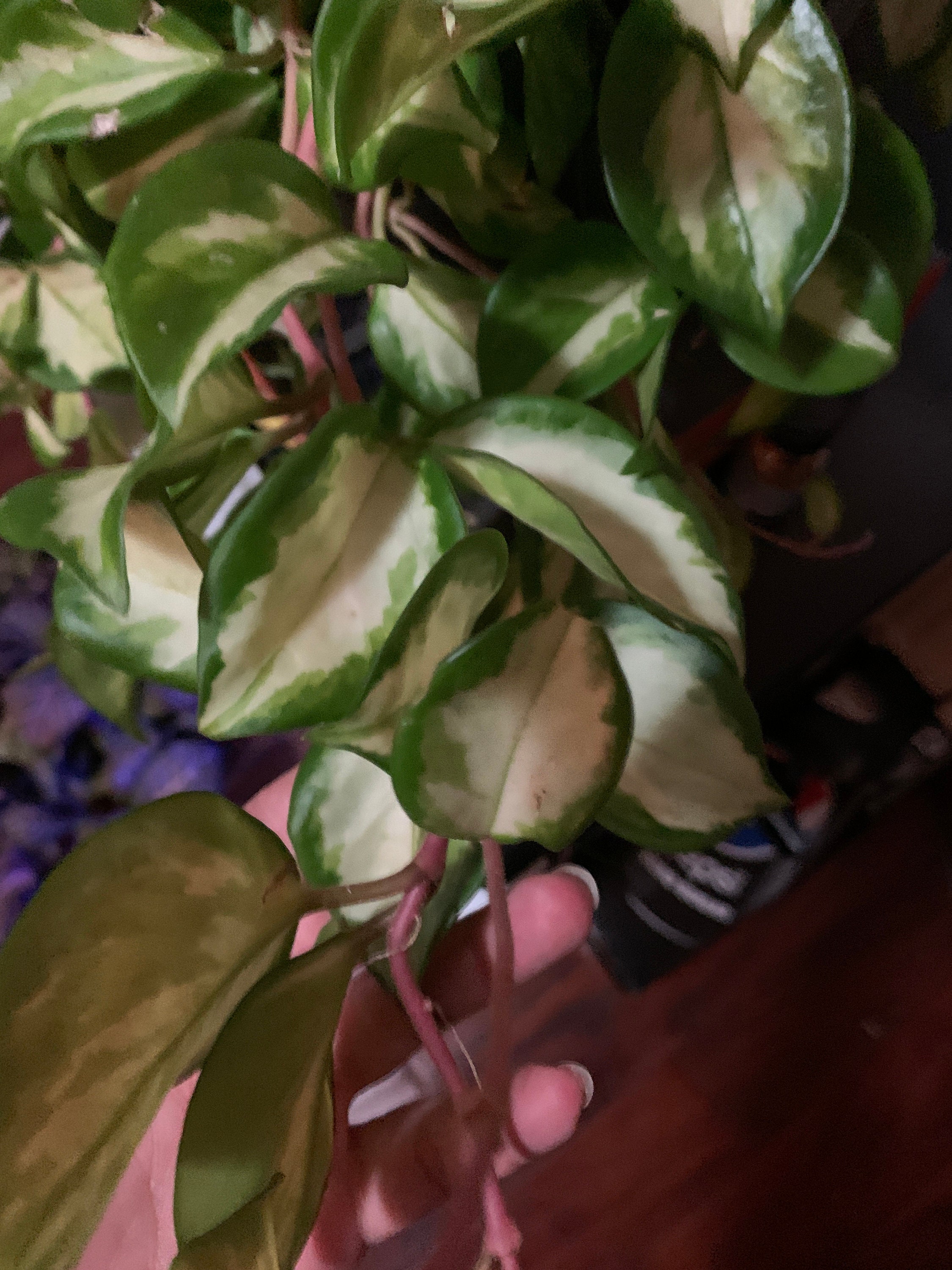 Hoya Carnosa Rubra Wax Plant Etsy