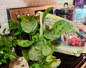 Green Prayer Plant- 3inch pot- Maranta Kerchoveana Leuconeura
