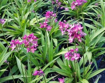 Philippine Orchid-Purple Ground Orchid - 4inch pot -Spathoglottis plicata
