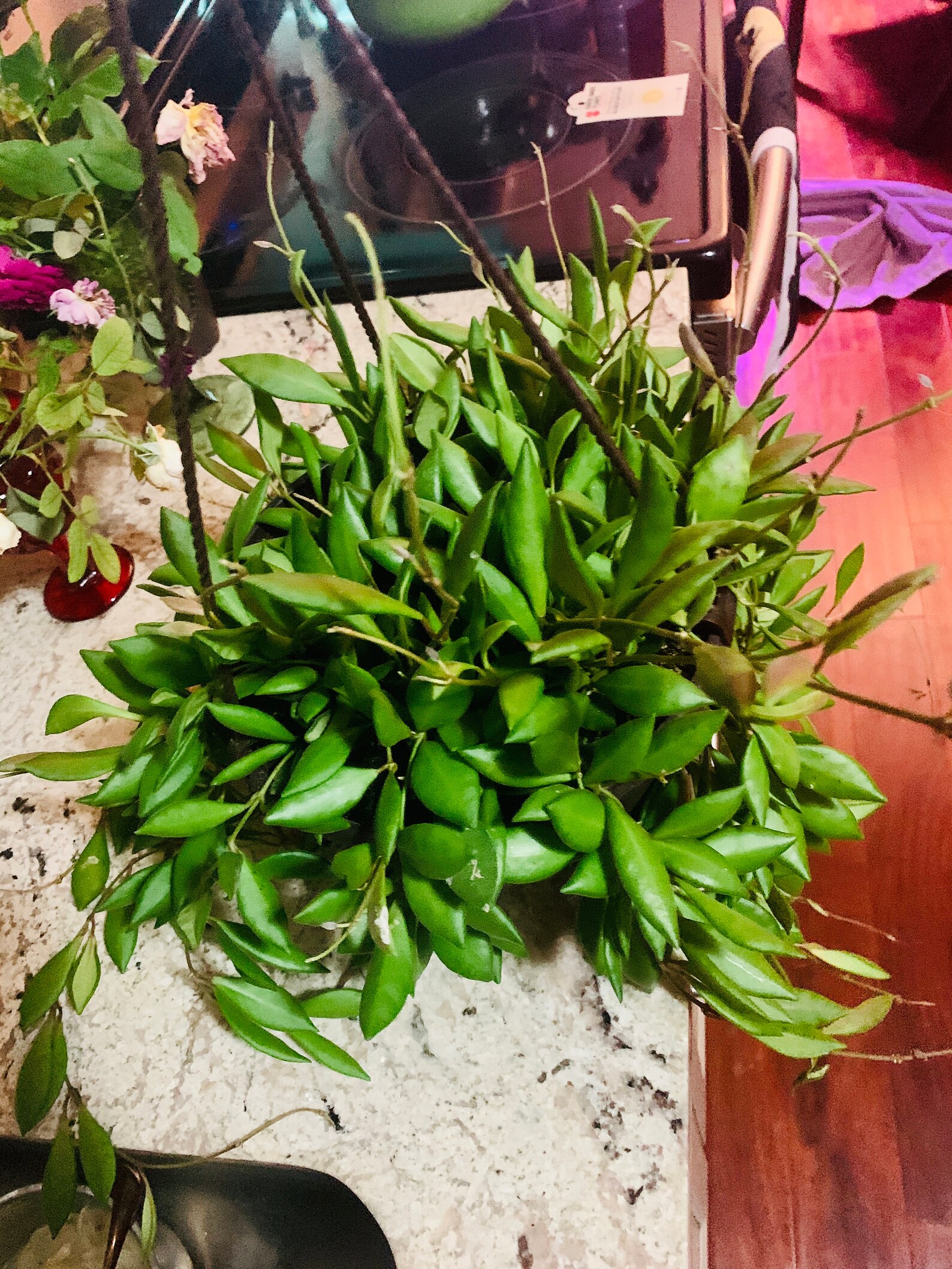 Bilobata Wax Plant Hoya Bilobata Large 6inch Hanging Basket Etsy