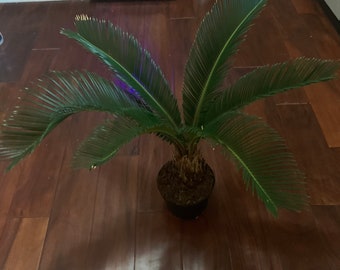 Sago Palm- 5 inch pot- palm is roughly 18-24 inches in height