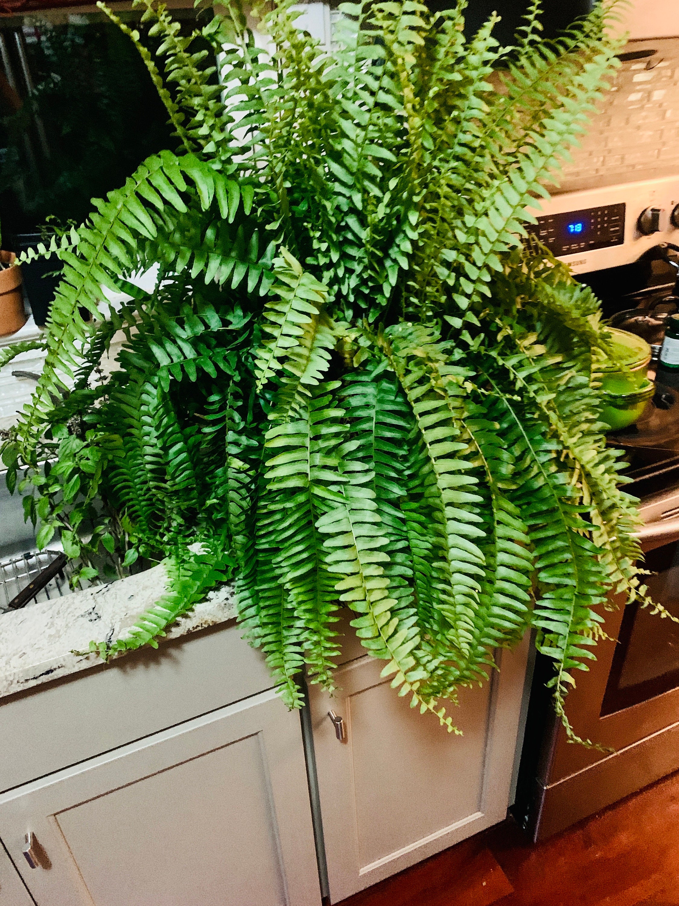Galebeiren Artificial Ferns with Hanging Basket for Outdoors, 33in Large Fake Boston Fern Faux Hanging Plant for Indoors Home Garden Porch Office