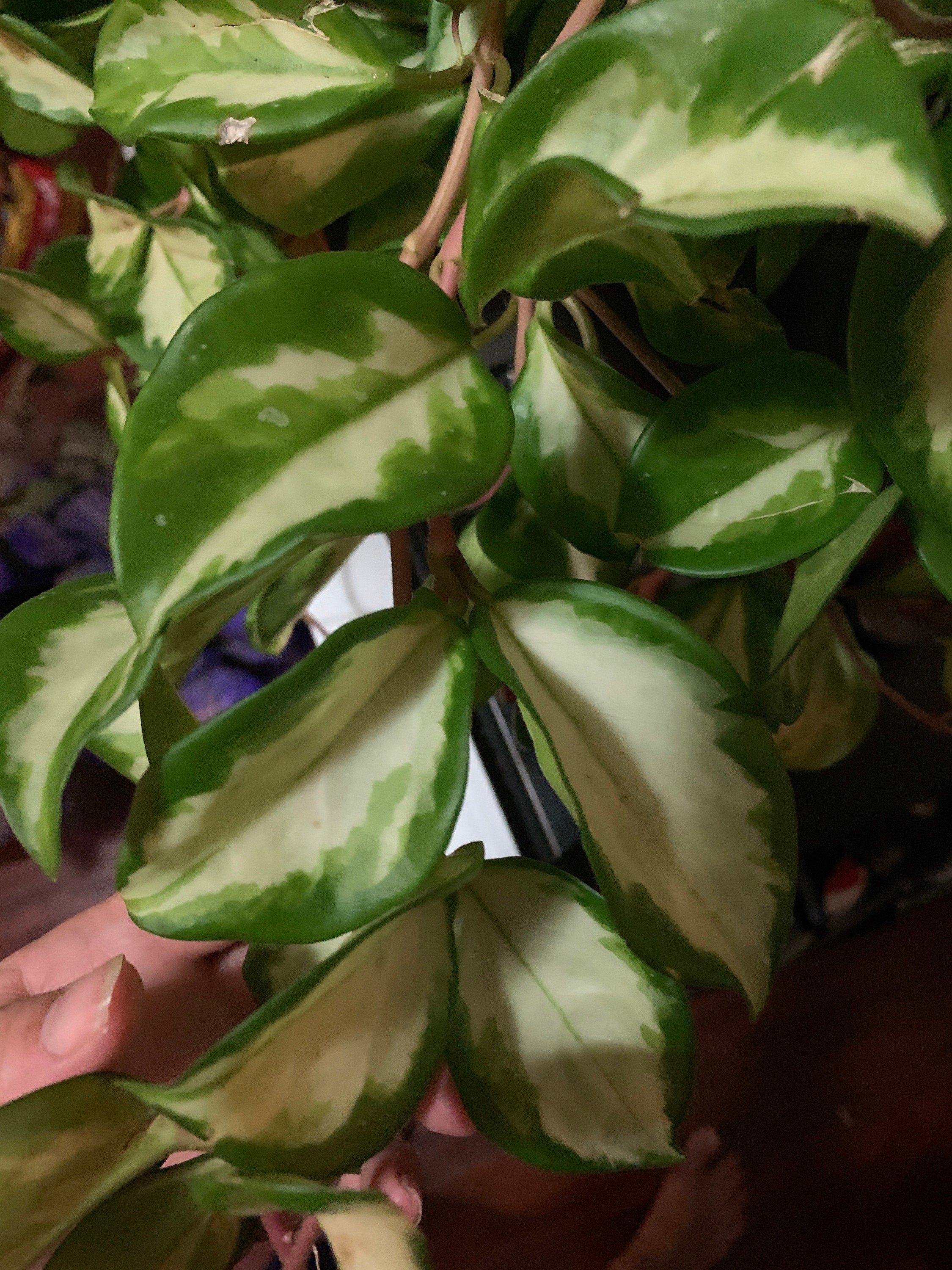 Hoya Carnosa Rubra Wax Plant Etsy