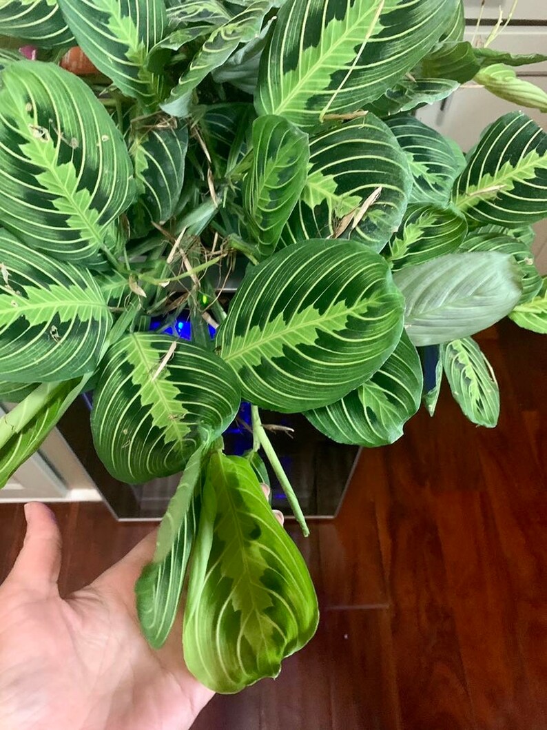 Green Prayer Plant 6inch Hanging Basketlarge Etsy