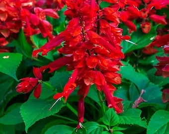 Red Salvia-2 inch plugs- about 6 inches tall