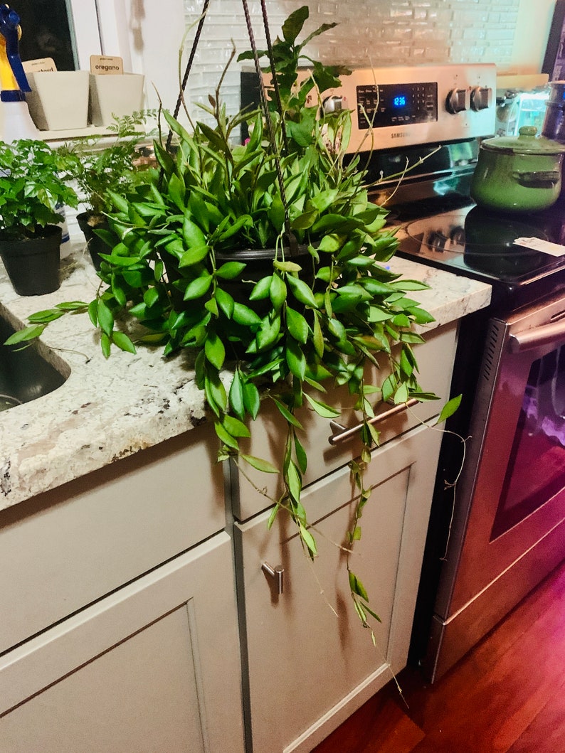 Bilobata Wax Plant Hoya Bilobata Large 6inch Hanging Basket Etsy