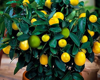 Cocktail tree - Meyer lemon and Key lime -Fruit cocktail tree- 8-16 inches