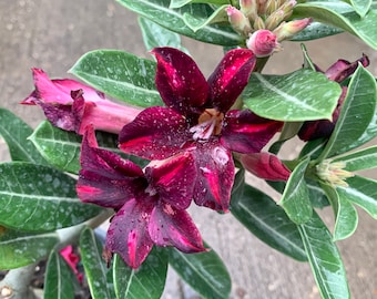 Desert Rose - 6 inch pot