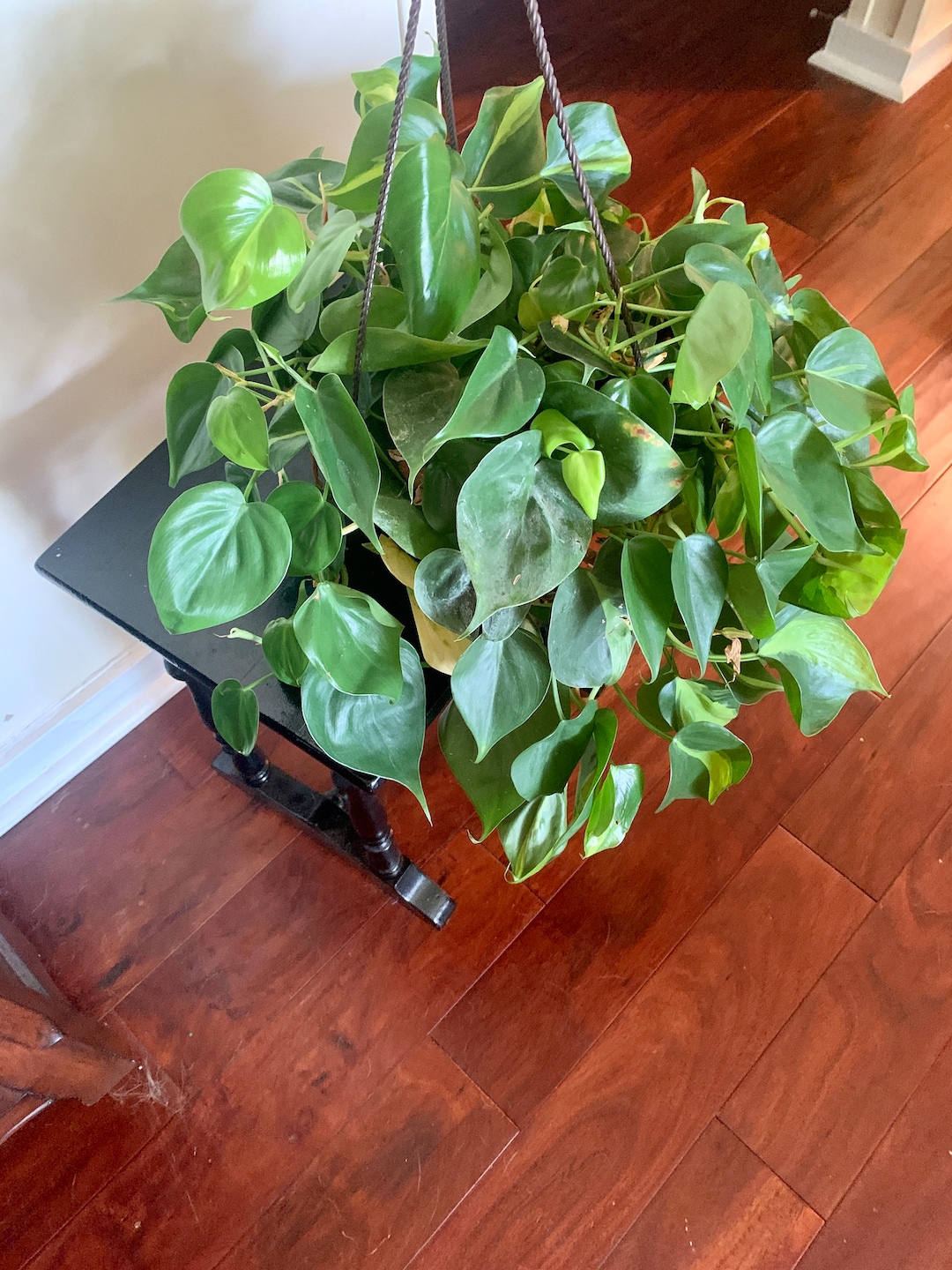 Brasil Philodendron- Large- Hanging Bas…