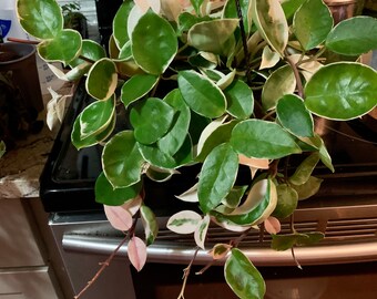 Hoya Carnosa variegated- Tricolor Wax Plant- 6 inch hanging basket roughly 16 months old