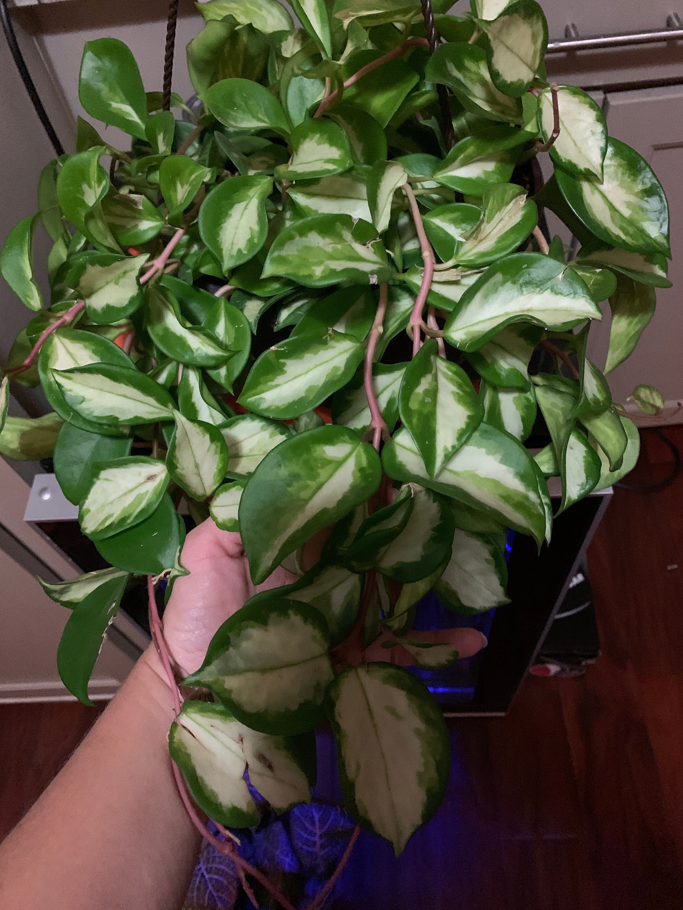 Hoya Carnosa Rubra Wax Plant Etsy