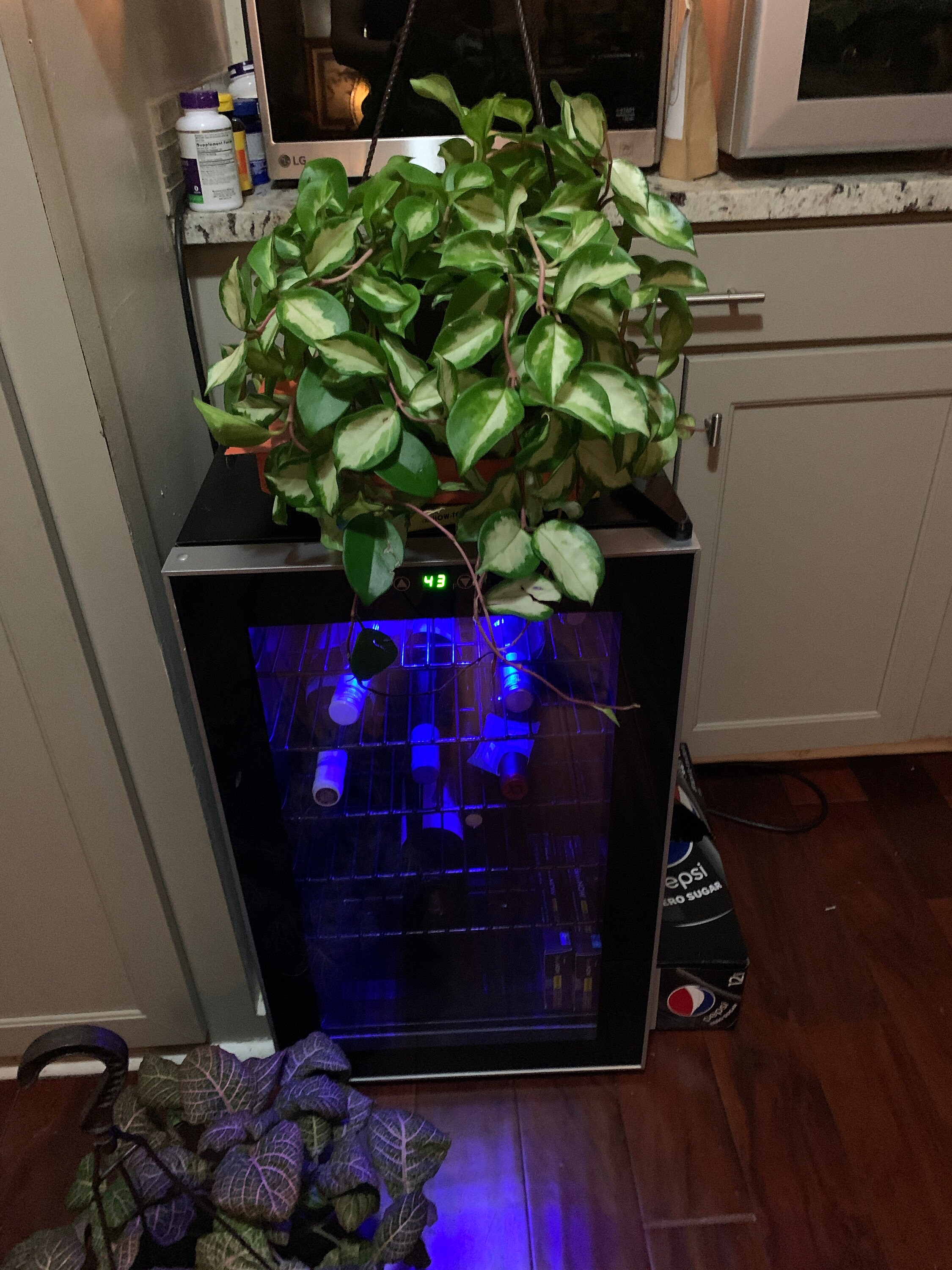 Hoya Carnosa Rubra Wax Plant Etsy