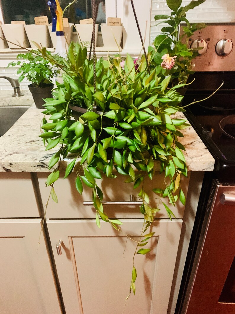 Bilobata Wax Plant Hoya Bilobata Large 6inch Hanging Basket Etsy