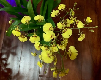 Oncidium sphacellatum- Dancing Lady Orchid- 18-24 inches in height - potless - organic- not guaranteed to ship in spike but we try