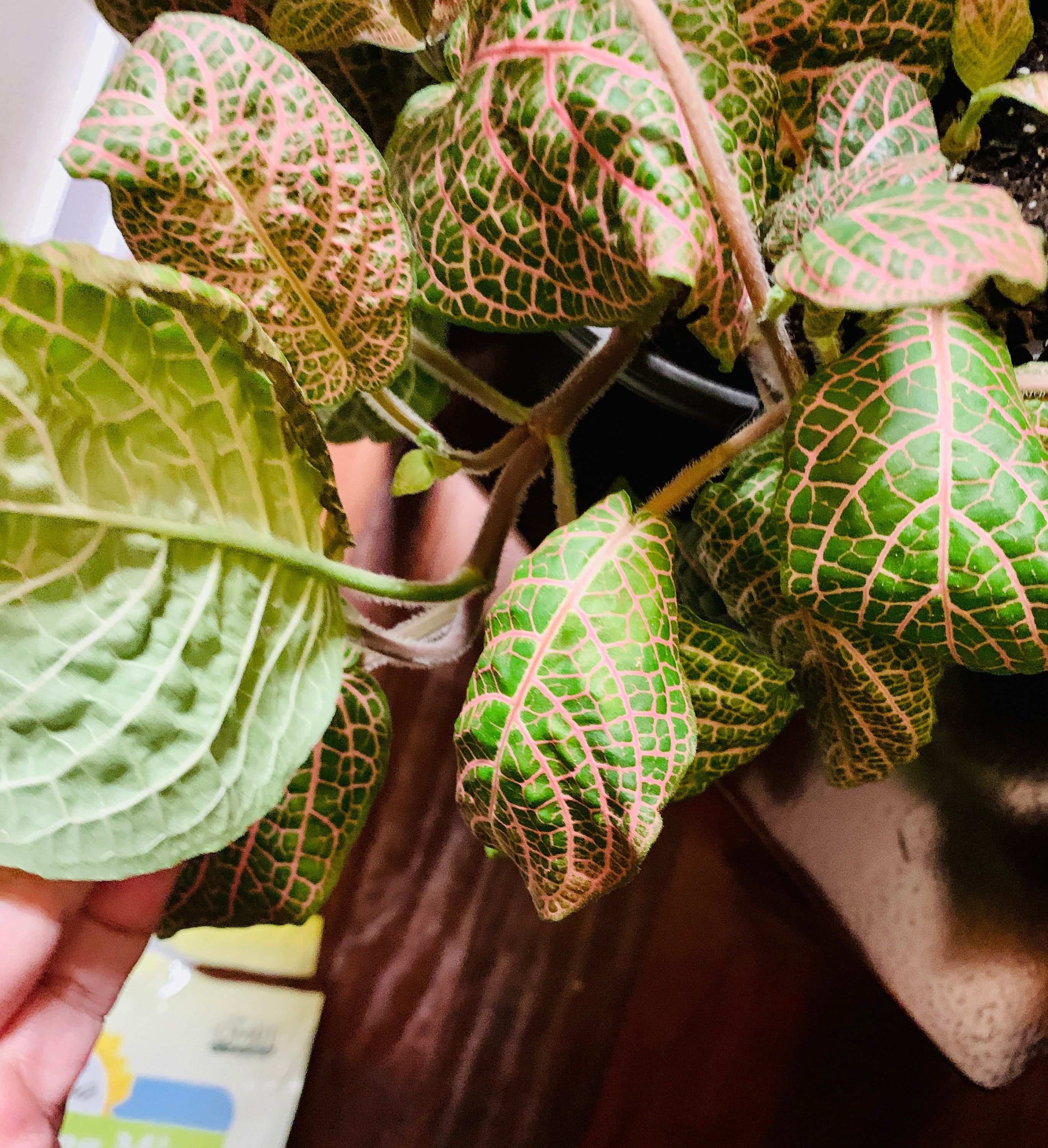 10+ Pink Wave Fittonia Mosaic Plant (fittonia Albivenis 'pink Wave') - Etsy