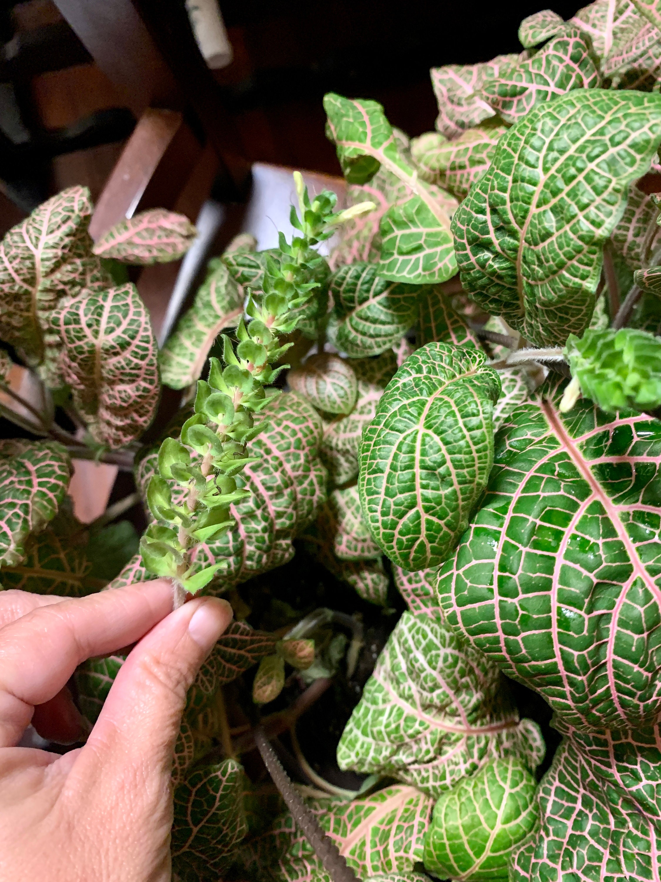 10+ Pink Wave Fittonia Mosaic Plant (fittonia Albivenis 'pink Wave') - Etsy