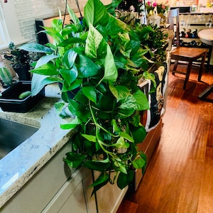 May include: A hanging basket overflowing with lush, green pothos plants. The leaves vary in shades of green, with some displaying white variegation. The plant is suspended from a black hook, creating a vibrant display of natural decor.